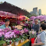 Người dân hào hứng đi chợ hoa Xuân sắm những cây hoa để mang lại may mắn cho cả năm. (Ảnh: Mạc Luyện/TTXVN)