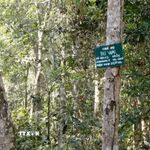 Rừng phòng hộ Nam Cát Tiên có vai trò quan trọng trong gìn giữ, bảo vệ nguồn nước, hạn chế thiên tai, sạt lở đất. (Ảnh tư liệu: Hưng Thịnh/TTXVN)