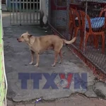 Chó thả rông tấn công người ở Thành phố Hồ Chí Minh