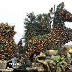 Quất được các nghệ nhân làng nghề Thắng Lợi, Mễ Sở tạo hình “mã đáo” mừng năm mới Bính Ngọ. (Ảnh: Trần Việt/TTXVN)