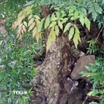 Cây Mán đĩa mọc rải rác trong rừng ở nhiều nơi trong tỉnh Quảng Trị. (Ảnh: TTXN phát)