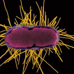 Phiên bản kỹ thuật của vi khuẩn Escherichia coli có khả năng hấp thụ khí CO2 giống như thực vật (Ảnh minh họa: Kwangshin Kim/Science Source)