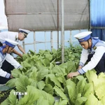Chiến sỹ trồng rau xanh ngắn ngày tại các đảo thuộc đặc khu Trường Sa, tỉnh Khánh Hòa. (Ảnh: TTXVN phát)