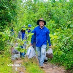 Các tình nguyện viên tham gia trồng rừng tại vùng đệm Vườn Quốc gia Tà Đùng. (Ảnh: Hưng Thịnh/Vietnam+)