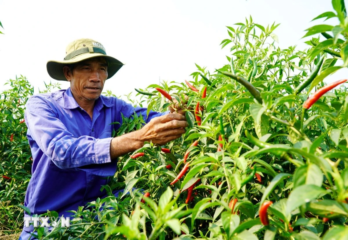 Giá ớt lao dốc, nông dân Quảng Ngãi đối mặt nguy cơ thua lỗ nặng