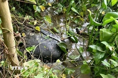 Thi thể nạn nhân bị đối tượng phi tang xuống kênh tại xã Bình Hiệp (tỉnh Tây Ninh). (Ảnh: TTXVN phát)