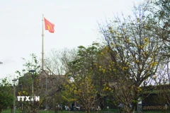 Sắc vàng nở rộ trong không gian cổ kính, trầm mặc của Đại Nội Huế tạo nên nét thơ mang hơi ấm của mùa Xuân. (Ảnh: Văn Dũng/TTXVN)