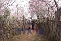 Rực rỡ sắc đào Lùng Cúng ở núi rừng Tây Bắc