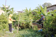 Tiến hành cưỡng chế kiểm đếm bắt buộc đối với cây cối hoa màu trên đất đối với các hộ dân không chấp hành. (Ảnh: Mạnh Tú/TTXVN)