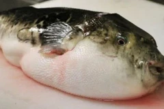 Lâm Đồng: Chín người bị ngộ độc cá nóc, một người nguy kịch