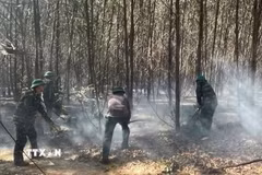 Các lực lượng chức năng triển khai biện pháp khống chế đám cháy rừng trồng. (Ảnh: TTXVN phát)