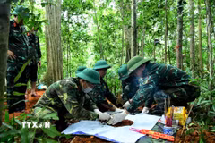 Cán bộ, nhân viên Đội Quy tập hài cốt liệt sỹ Đoàn Kinh tế-Quốc phòng 337 quy tập các hài cốt liệt sỹ tại khu vực đồi khe Cây Lỗi, thôn Cựp Cuôi, xã Hướng Lập, tỉnh Quảng Trị. (Ảnh: TTXVN phát)