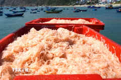 Những két ruốc tươi rói vừa được đưa vào bờ. (Ảnh: Lê Phước Ngọc/TTXVN)