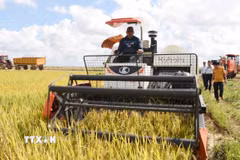 Sản xuất lúa gạo, điểm sáng trong quan hệ hợp tác nông nghiệp Việt Nam-Cuba. (Ảnh: Việt Hùng/TTXVN)