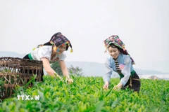 Phát triển vùng nguyên liệu chè đã mang lại cuộc sống ấm no cho bà con dân tộc thiểu số trên địa bàn tỉnh Lai Châu. (Ảnh: TTXVN phát)