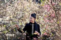 Du khách tham quan vườn mận đang bung nở tại bản Hôm, phường Chiềng Cơi, tỉnh Sơn La. (Ảnh: Quang Quyết/TTXVN)