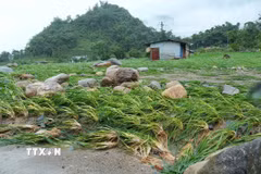 Nhiều khối đá lớn do nước lũ đưa về ngổn ngang trên diện tích lúa của người dân. (Ảnh: Quý Trung/TTXVN)