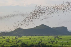 Giới khoa học phát hiện một số loài động vật mới của thế giới, đa số là loài đặc hữu trên địa bàn tỉnh Battambang. (Nguồn: Phnom Penh Post)