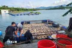 Cá chết nổi trong lồng bè nuôi tại hồ Mai Thành (phường Lộc Tiến, thành phố Bảo Lộc) . (Ảnh: TTXVN phát)