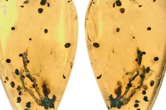 “Viên nang thời gian” 99 triệu năm hé lộ nguồn gốc của bệnh u xương. (Nguồn: globaltimes)