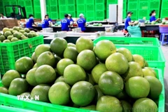 Chanh xanh và bưởi là hai loại quả tiếp theo của Việt Nam được xuất khẩu sang New Zealand sau xoài, thanh long và chôm chôm. (Ảnh: Hồng Đạt/TTXVN)