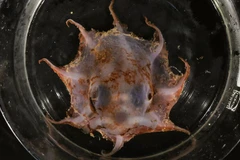 Loài bạch tuộc mới phát hiện được đặt tên là Opisthoteuthis carnarvonensis. (Nguồn: ABC News)