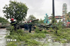Hiện trường vụ cây xanh bị đổ khiến 2 người đi xe máy bị thương. (Ảnh: Huỳnh Anh/TTXVN)