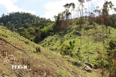 Ảnh minh họa. (Ảnh: Tuấn Anh/TTXVN)