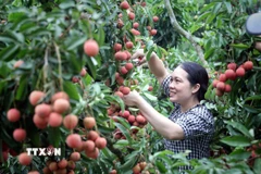 Bắc Giang có 29.700 ha vải thiều; trong đó vải sớm 8.000ha, chiếm 27% diện tích, còn lại là vải chính vụ. (Ảnh: Đồng Thúy/TTXVN)