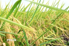 Giống lúa ST25. (Ảnh: Trung Hiếu/TTXVN)