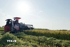 Máy gặt liên hợp giúp giảm sức lao động, tiết giảm chi phí đầu tư, tăng hiệu quả kinh tế. (Ảnh: Việt Hoàng/TTXVN)