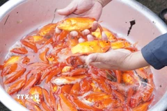 Theo người dân xã Ninh Châu, cá đạt chuẩn phải có thân hình cân đối, sắc đỏ tươi hoặc ánh vàng, vây cứng, vảy óng và có râu hai bên. (Ảnh: Thanh Thủy/TTXVN)