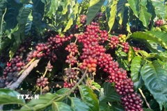Giá càphê trong nước tuột mốc 100.000 đồng/kg. (Ảnh: Hồng Điệp/TTXVN)