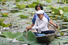 Người nghệ nhân phải dậy từ sáng sớm, tỉ mỉ chọn những bông hoa sen đủ tiêu chuẩn để ủ trà. (Ảnh: Văn Dũng/TTXVN)
