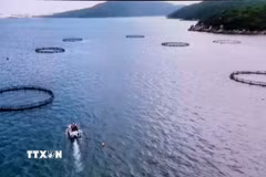 Nhiều mô hình nuôi biển sử dụng lồng bè nuôi hiện đại tại Khánh Hòa. Ảnh: Công Thử - TTXVN