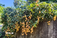 Vải thiều cổ truyền. (Ảnh: Thanh Thương/TTXVN)