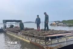 Số hàu đang vận chuyển vào Quảng Ninh thì bị lực lượng chức năng bắt giữ. (Ảnh: TTXVN phát)