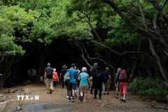 Du khách tham quan ở Cần Giờ. (Ảnh: Hồng Đạt/TTXVN)