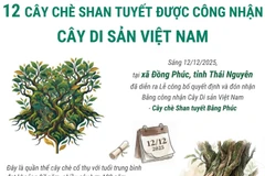 12 cây chè shan tuyết được công nhận là Cây Di sản Việt Nam
