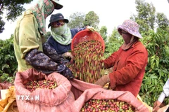 Thu hoạch càphê. (Ảnh: Vũ Sinh/TTXVN)