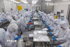 Chế biến thủy sản xuất khẩu. (Ảnh: TTXVN phát)
