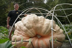 Quả bí ngô nặng 876kg đã thu hút sự chú ý trong dịp lễ hội mùa Thu. (Nguồn: AP)