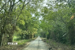 Đường vào Vườn Quốc gia U Minh Thượng. (Ảnh: Lê Sen/TTXVN)