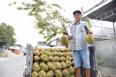Nông dân Đồng Tháp vận chuyển sầu riêng đi tiêu thụ. (Ảnh: Công Trí/TTXVN)