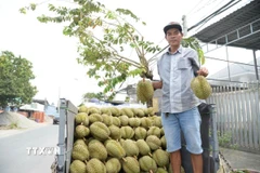 Nông dân Đồng Tháp vận chuyển sầu riêng đi tiêu thụ. (Ảnh: Công Trí/TTXVN)