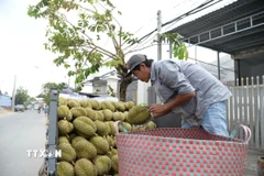 Nông dân Đồng Tháp vận chuyển sầu riêng đi tiêu thụ. (Ảnh: Công Trí/TTXVN)