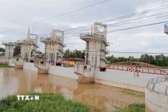 Cống Trà Sư sẽ được vận hành xả lũ vào lúc 10 giờ ngày 15/9/2025. (Ảnh: Công Mạo/TTXVN)