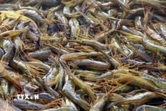 Tôm được đánh bắt ngoài khơi Betsukai, Hokkaido, Nhật Bản. (Ảnh: Kyodo/TTXVN)