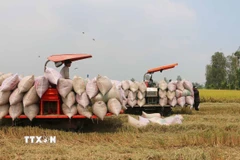 Nông dân thu hoạch lúa. (Ảnh: Công Mạo/TTXVN)
