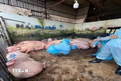 Ảnh minh họa. (Ảnh: TTXVN phát)